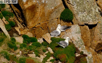 Fulmar boréal