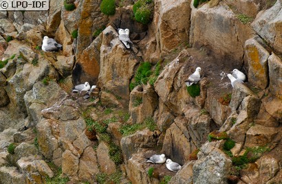 Fulmar boréal