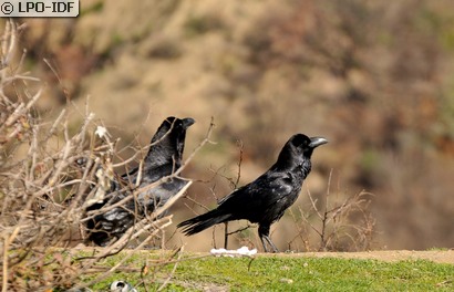 Grand Corbeau