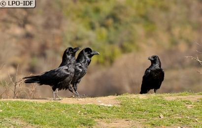 Grand Corbeau
