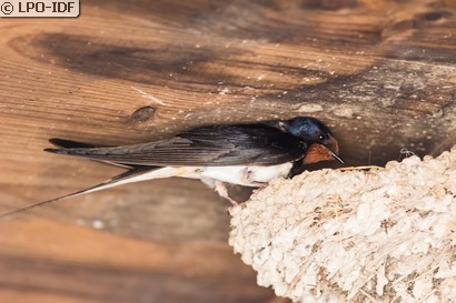 Hirondelle rustique