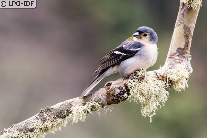 Pinson des arbres