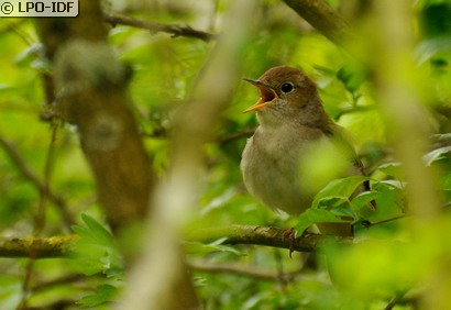 Rossignol philomèle