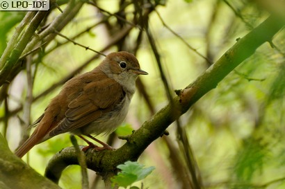 Rossignol philomèle