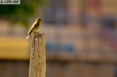 Serin cini