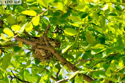 Serin cini