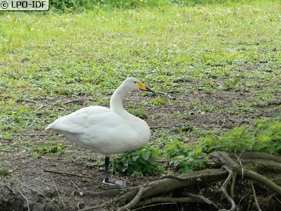 Cygne chanteur