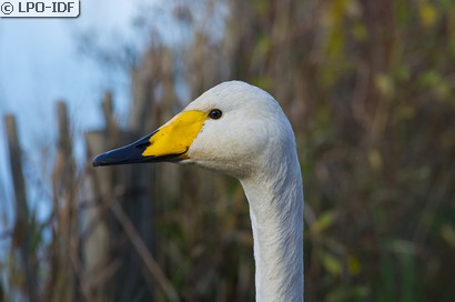 Cygne chanteur