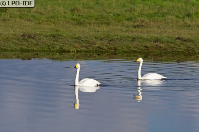 Cygne chanteur