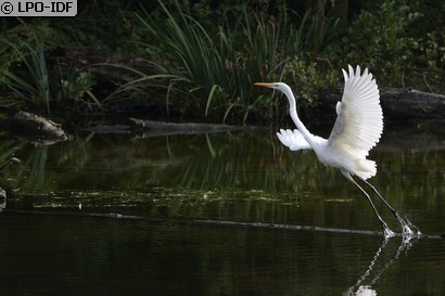 Grande Aigrette