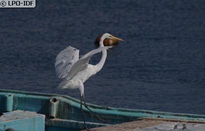 Grande Aigrette