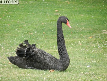 Cygne noir