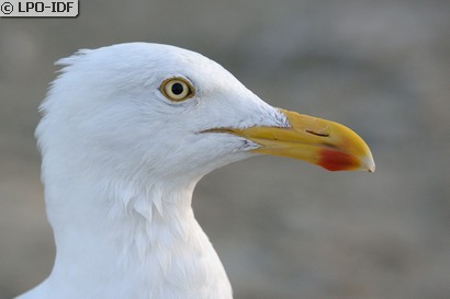 Goéland argenté