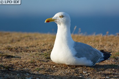 Goéland argenté