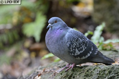 Pigeon biset
