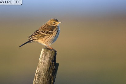 Pipit farlouse