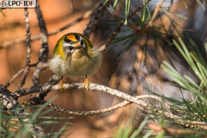 Roitelet à triple bandeau