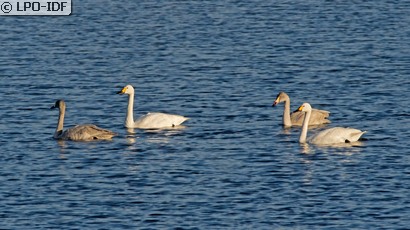 Cygne de Bewick