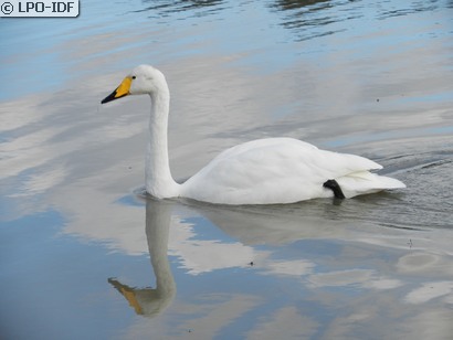 Cygne chanteur