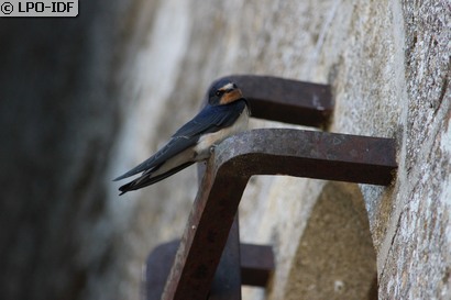 Hirondelle rustique