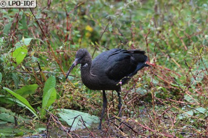 Ibis falcinelle