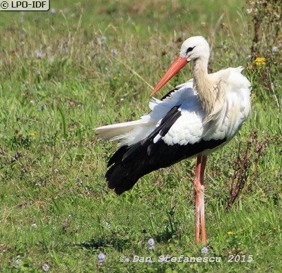 Cigogne blanche