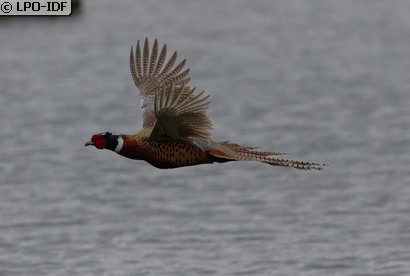 Faisan de Colchide