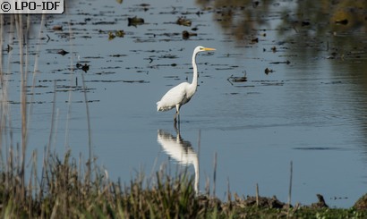 Grande Aigrette
