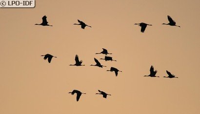 Grue cendrée
