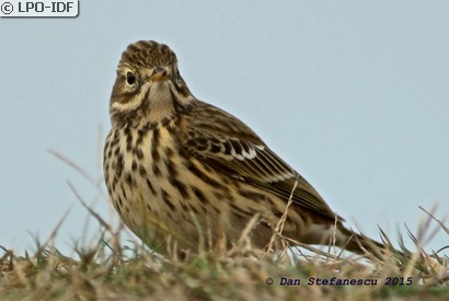 Pipit farlouse