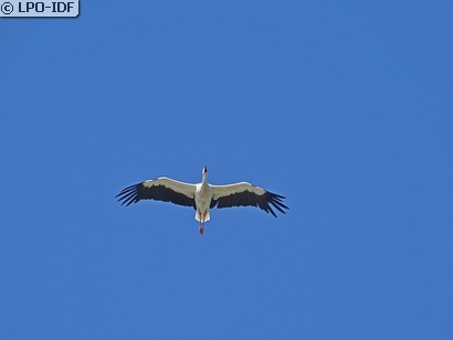 Cigogne blanche