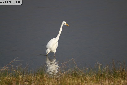 Grande Aigrette