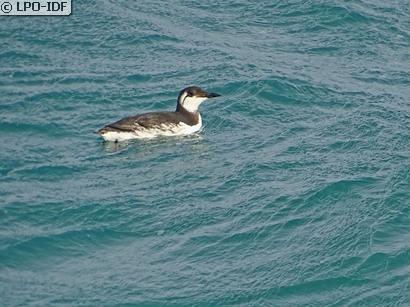 Guillemot à miroir