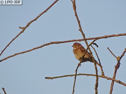 Linotte mélodieuse