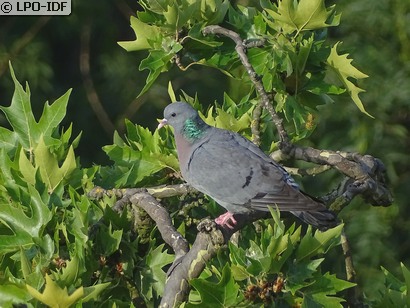 Pigeon colombin