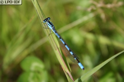 Agrion porte-coupe