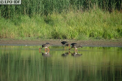 Cigogne noire