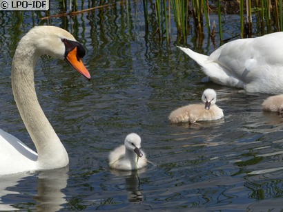 Cygne tuberculé