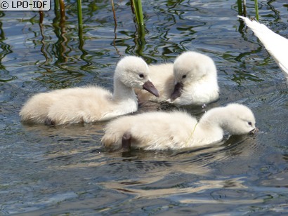 Cygne tuberculé