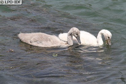 Cygne tuberculé