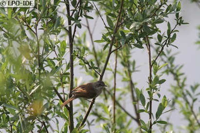 Fauvette grisette