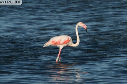 Flamant rose