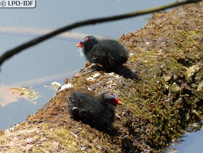 Gallinule poule-d'eau