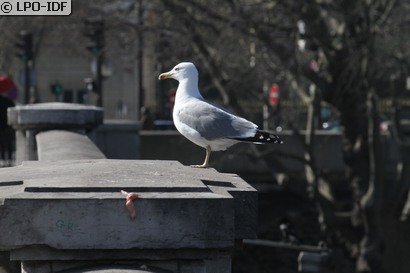 Goéland argenté