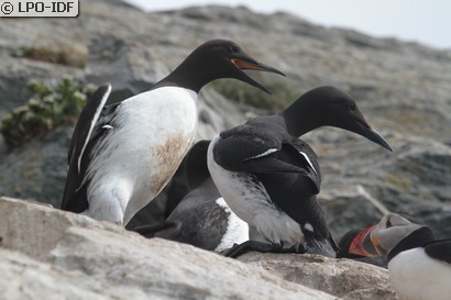 Guillemot de Troïl