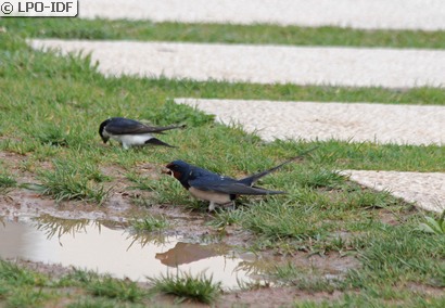Hirondelle rustique