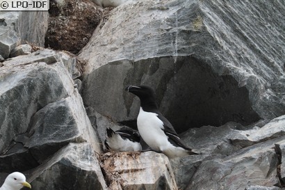 Pingouin torda
