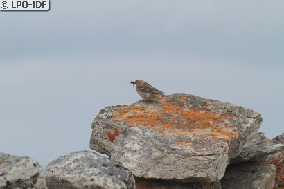 Pipit à gorge rousse