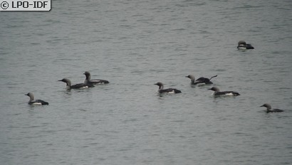 Plongeon arctique
