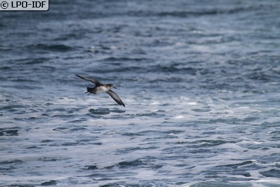 Puffin des Baléares